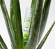 EasyGlide Aloe Vera Waterbasis Glijmiddel - 30ml_13